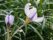Crocus bowlesianus 20250129 0002