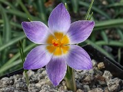 Crocus concinnus Irmasan 20250112 0009