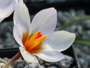 Crocus cyprius 20250122 0005