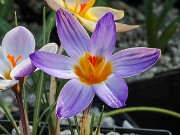 Crocus gembosii 20250129 0005