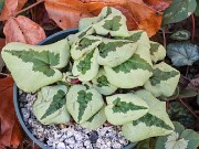Cyclamen coum 20241206 0001