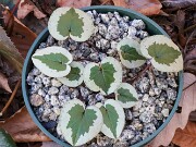 Cyclamen coum 20241206 0002