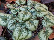Cyclamen coum 20241206 0003