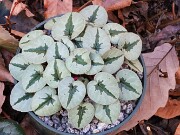 Cyclamen coum 20241206 0004