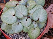 Cyclamen coum 20241206 0005