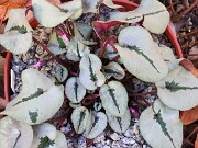 Cyclamen coum 20241206 0006