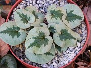 Cyclamen coum 20241206 0007