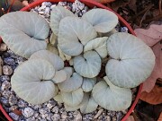 Cyclamen coum 20241206 0008
