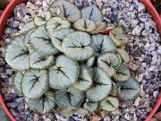 Cyclamen coum 20241206 0009