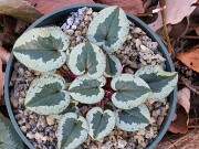 Cyclamen coum 20241206 0010