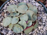 Cyclamen coum 20241206 0011