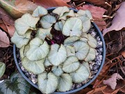 Cyclamen coum 20241206 0012