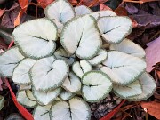 Cyclamen coum 20241206 0013