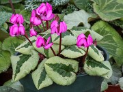 Cyclamen coum 20250108 0001