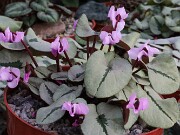Cyclamen coum 20250108 0002