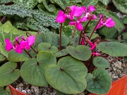 Cyclamen coum 20250108 0003