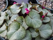 Cyclamen coum 20250108 0004