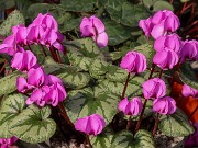 Cyclamen coum 20250217 0001