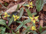 Erythronium americanum 20250404 0007