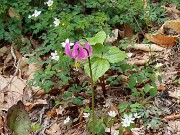 Erythronium hybrids 20250416 0001