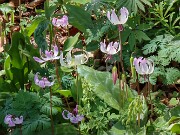 Erythronium hybrids 20250416 0003