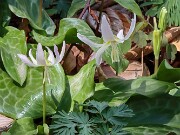 Erythronium hybrids 20250416 0004