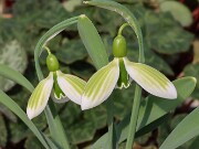 Galanthus Andreas Fault 20250218 0003