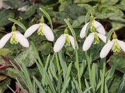 Galanthus Button 20250218 0002