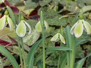 Galanthus Castle Green Dragon 20250218 0003