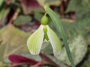 Galanthus Castle Green Dragon 20250218 0006