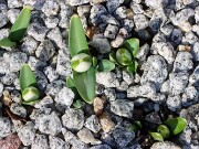 Galanthus Celia's Double 20250114 0001
