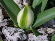 Galanthus Celia's Double 20250114 0002