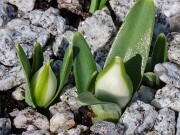Galanthus Celia's Double 20250114 0003