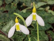 Galanthus Chantry Bimbo 20250218 0003