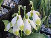 Galanthus Chantry Cracker 20250218 0001