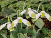 Galanthus Chantry Cracker 20250218 0008