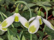 Galanthus Chantry Cracker 20250218 0010