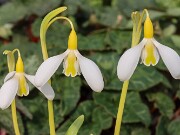 Galanthus Chantry Dazzle 20250218 0004