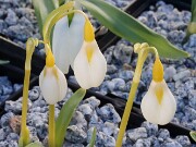 Galanthus Chantry Dazzle 20250218 0009