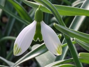 Galanthus bursanus PPB-R-17-6253 20250122 0004
