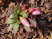 Helleborus thibetanus 20250307 0001