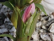 Helleborus thibetanus ex Olsen 20250217 0007