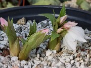 Helleborus thibetanus ex Olsen 20250217 0008