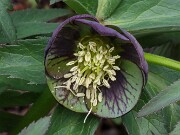 Helleborus torquatus 202503129 0001