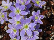 Hepatica americana 20250404 0006