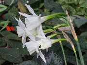 Narcissus AW4506-2-23 20250315 0005