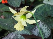 Narcissus Biondina 20250315 0006