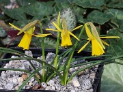 Narcissus Coo 20250303 0002