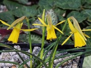 Narcissus Coo 20250303 0005
