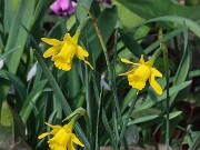 Narcissus Galatoquilla 20250303 0002
